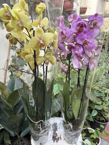 Otaq bitkiləri: Vatsapp mövcuddur!. Çatdırılma metrolara, Şamaxinkaya mövcuddur və -da lalafo.az — 2 Otaq bitkiləri: Vatsapp mövcuddur!. Çatdırılma metrolara, Şamaxinkaya mövcuddur və — 2