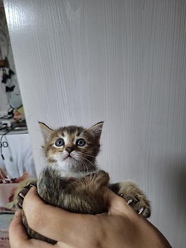сямская кошка: Котёнок, тигровый окраc (браун табби) с белой грудкой и яркими — 1