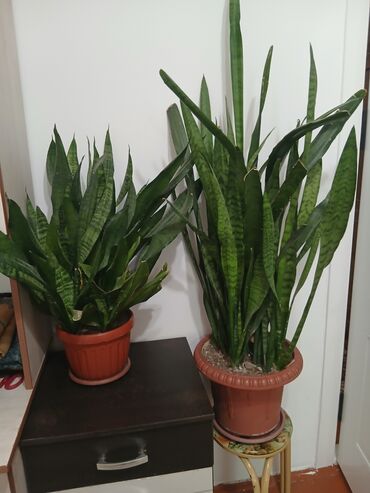 Драцены и Сансевиерии: Большой выбор сансевери — 4