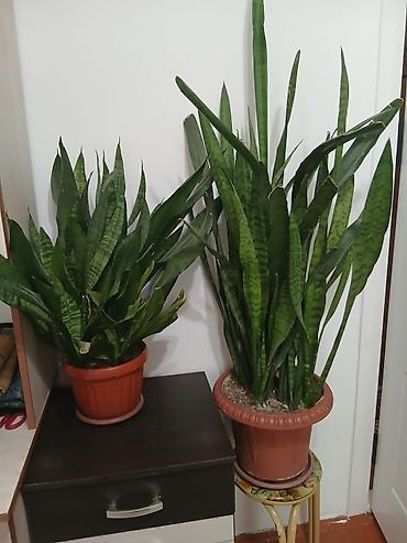 Драцены и Сансевиерии: Большой выбор Сансиеверии at lalafo.kg — 9 Драцены и Сансевиерии: Большой выбор Сансиеверии — 9
