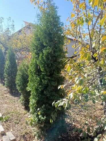 кухонные гарнитуры в бишкеке фото цена: Туя