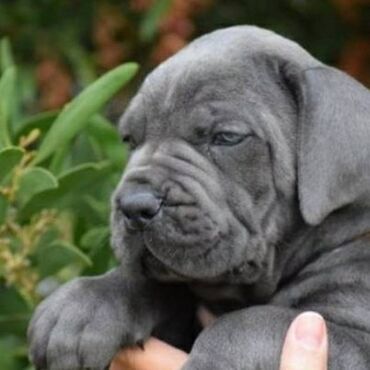 Psi: Ako tražite vernog člana porodice, obratite se nama i postanite — 3