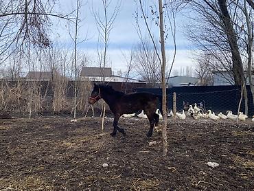 Лошади, кони: Продаю | Жеребенок | Для разведения — 10