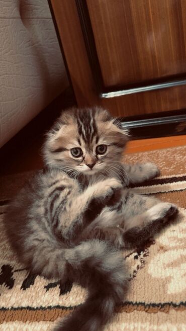 Pişiklər: Erkək, Dişi, Yaxşı əllərə, Rayonlara çatdırılma, Ünvandan götürmə, Ödənişli çatdırılma — 11