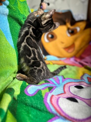 Продажа кошек: Бенгальская, 3 месяца, Девочка, Шоколадный, С документами, Приучена к лотку, Проглистована — 8