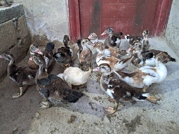 yaşılbaş ördək: Dişi, | Lal ördək, Damazlıq, Ünvandan götürmə