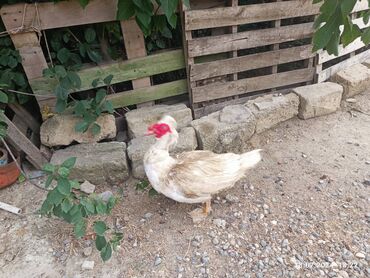 çöl ordeyi: Erkək, | Lal ördək, Damazlıq, Ünvandan götürmə