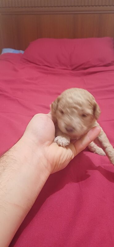 İtlər: Pudel, 2 ay, Dişi, Peyvəndli, Ödənişli çatdırılma — 8