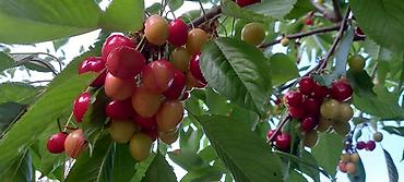 Продажа коттеджей и домов: Продаётся дом из 4 комн. дом утеплен,участок 12 соток.Есть мансарда — 11