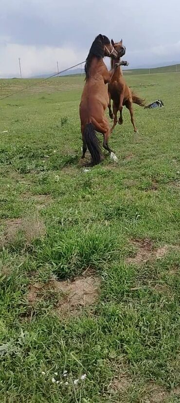 qaz ve ordek satisi: Erkək, il: 6, Ünvandan götürmə lalafo.az -da qaz ve ordek satisi: Erkək, il: 6, Ünvandan götürmə