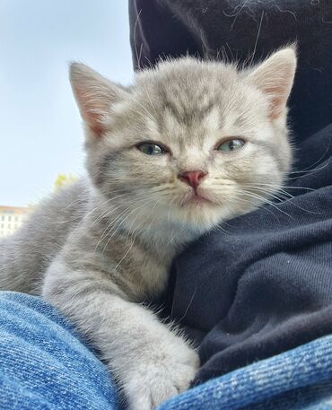 bala pişik şəkilləri: Британская, Самец, В добрые руки