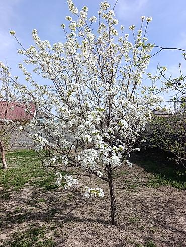 Продажа коттеджей и домов: Продаётся уютный дом 🏡 📍 Тихий, живописный район ▪️ 111 м², участок 5 — 2