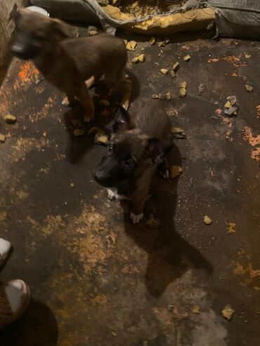 сколько стоят щенки немецкой овчарки: Собака даром: Овчарка, 2 месяца, Самка