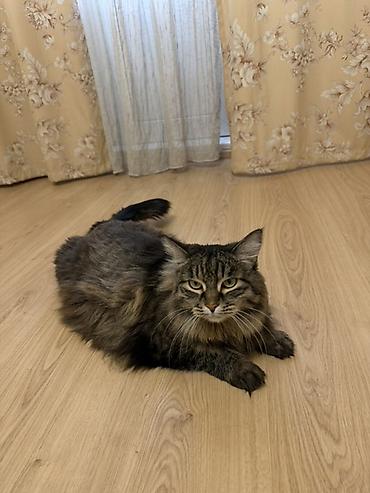норвежский лес: Более 5 лет, Девочка, Кастрирована, С прививками, С документами — 1
