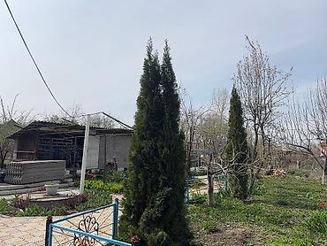 купить саженцы тополя: Продается саженцы туи, высота 2 метра, с самовывозом, село Воронцовка — 5