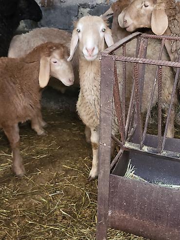 Баран, овца: Продаю | Баран (самец) | Гиссарская, Полукровка, Эдильбаевская | Для разведения — 9