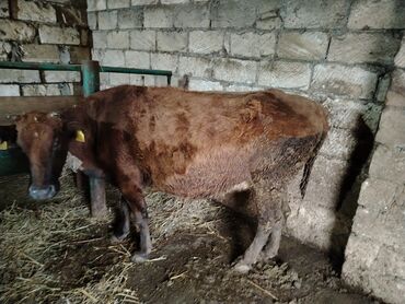 Dana, buzov: Dana, buzov, Dişi, Holsteyn, ay: 1, 560 kq, Ətlik — 2