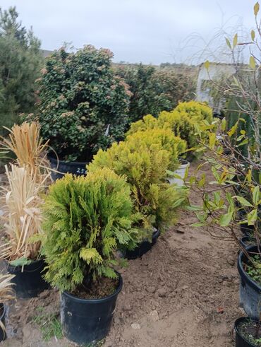 Torf: Gul cicek agaclar qazonlasrlma torf gubresi,perlit,torpaq,peyin — 2