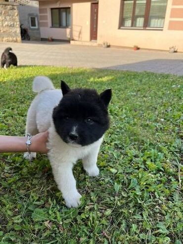 pomeranac boo cena kupujem prodajem: Američka Akita Na prodaju stenci Americke Akite 5 ženki i 3