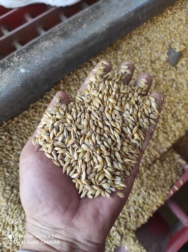 продажа кукурузы в початках: Ячмень (зерно) - Крупное, ровное зерно светло‑золотистого цвета -