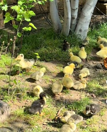 kənd təsərrüfatı heyvanları: Qaz cücələri, Damazlıq, Ünvandan götürmə