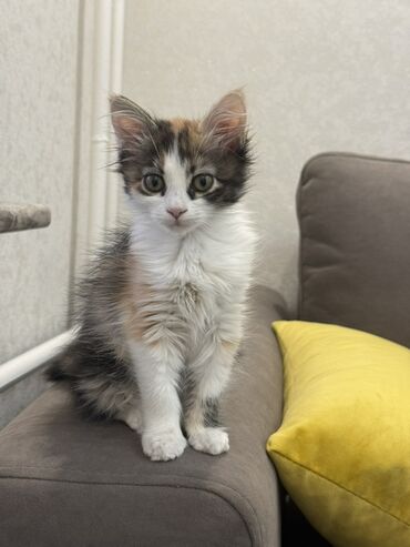 леопардовая кошка цена: Кошка даром: Мейн-кун, 1 месяц, Девочка, Приучена к лотку