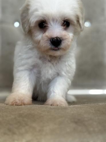 İtlər: Bişon Frize — 8