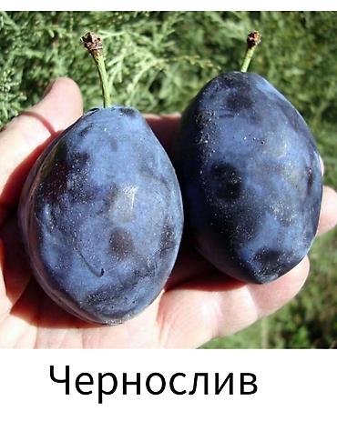 Другие фруктовые и ягодные растения: Саженцы плодовых культур (разные сорта) оптом и в розницу. Успейте — 22