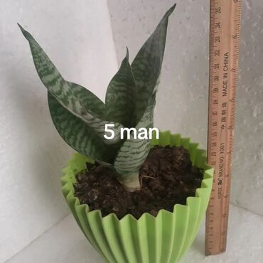 Otaq bitkiləri: Aloe (aloe vera) saksı bitkisi - Növ: Aloe – ətli, tikanlı kənarlı — 15