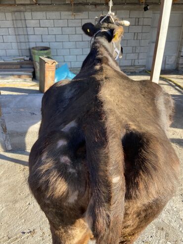 Коровы, быки: Продаю | Корова (самка) | Для молока, Для разведения | Привязанные — 12