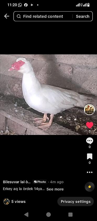 Kənd təsərrüfatı quşları: Erkək, | Lal ördək, Damazlıq, Ünvandan götürmə — 1