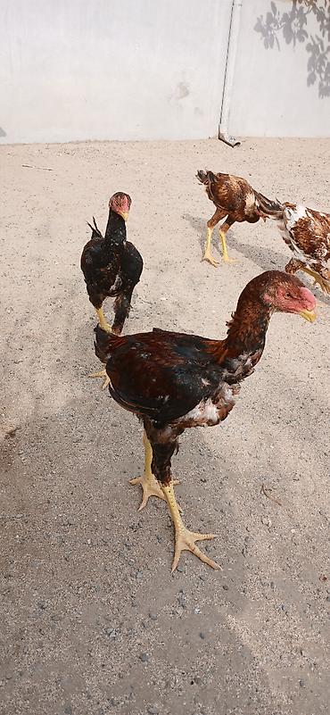heyrətilər: Heyrati cuceler 4 denedi biri 60 manata isditen elaqe saxlasin temiz — 2