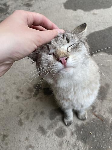 Мышыктар: Котик остался без хозяйки, в основном находится на улице! В прошлом он — 3
