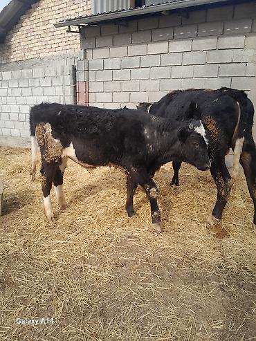 Коровы, быки: Продаю | Бык (самец) | Полукровка | На откорм — 3