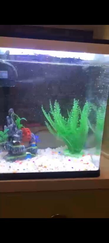 сколько стоит аквариум: Dördbucaq akvarium, Boş, 60 l