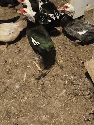 K/t heyvanları və malları: Dişi, | Macar, Ətlik, Ünvandan götürmə, Ödənişli çatdırılma — 3