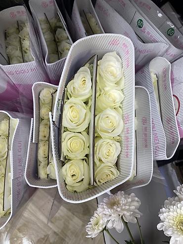 Белые розы в упаковках - Срезанные белые розы кремового оттенка
