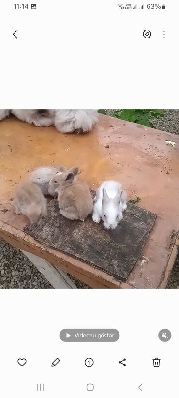 Dovşanlar: Angora tipli tüklü dovşanlar bala 8 manat - Növ: Uzun tüklü (Angora — 12