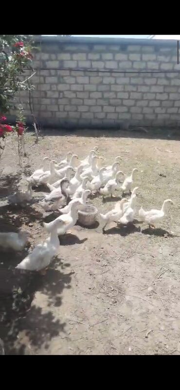 Ördəklər: Dişi, Damazlıq, Ünvandan götürmə