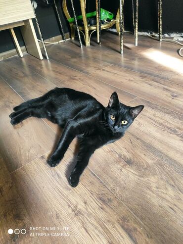 Pişiklər: Erkək, Cütləşmə üçün — 5