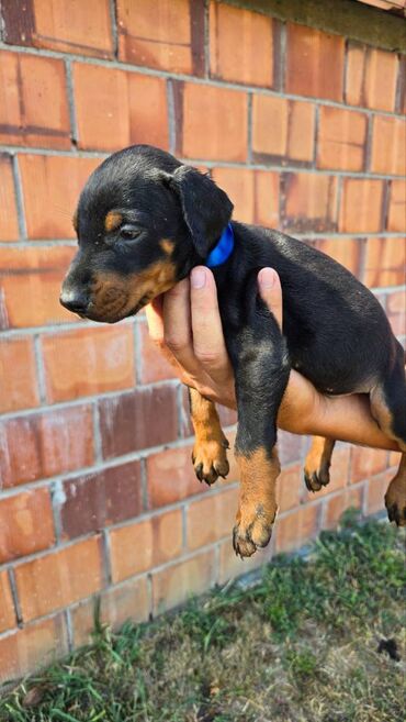 beli doberman prodaja: DOBERMAN ŠTENCI Otac VIS -DEL NASI Majka Alma- SCHWARZEN ENGEL