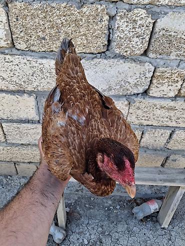 Toyuqlar: Real alicilar narahat etsin xaiw — 11