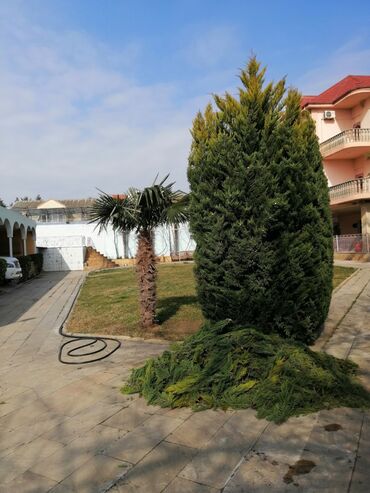 Bağbanlar: Bağban, 44 yaş, 5 ildən artıq təcrübə — 22