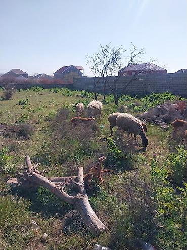 Qoyunlar, qoçlar: Razılaşma yolu ilə çox təcili satılır.balalı balasız fərq etmir — 30