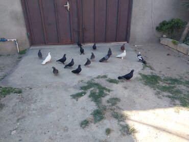 аксессуары для больших собак: Tam sağlam quşlardi ekseriyyeti tutulmadi.Opşi 17 quşdu kom satilir 30