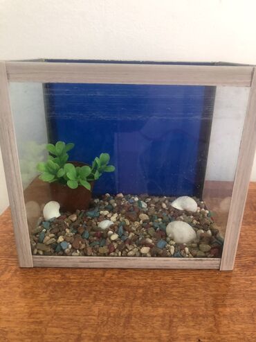 аквариум с рыбами: Аквариум для рыбок 5 литров