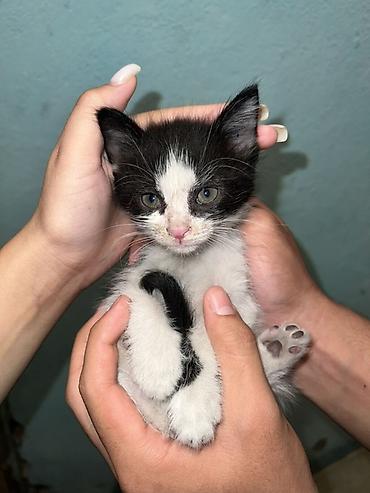 куплю конь: Котята — домашние компаньоны Описание: - Миниатюрные котята из одного — 4