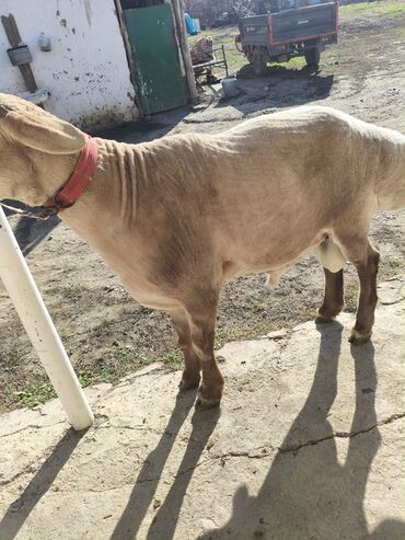 Бараны, овцы: Продаю | Овца (самка) | Эдильбаевская | Для разведения | Племенные — 5