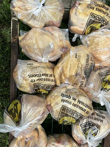 тушки кур: Домашние куры-бройлеры, потрошёные, подготовленные к приготовлению. - — 6