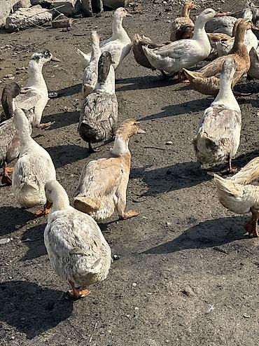 Птицы: Утки 72 головы все крупные — 14